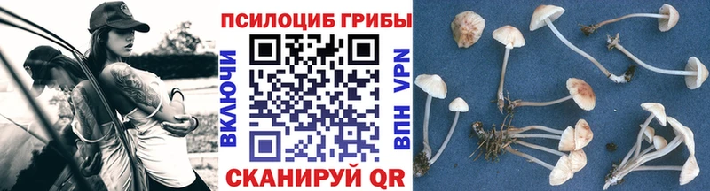 Галлюциногенные грибы Psilocybe  Сычёвка 